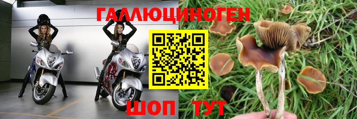 Свободный  Галлюциногенные грибы GOLDEN TEACHER  Вход с VPN 
